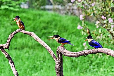 NS游戏《雪人兄弟 特别版》今日发售 数字版约104元