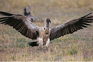 《玩具熊的五夜后宫：安全漏洞》已登陆Switch平台